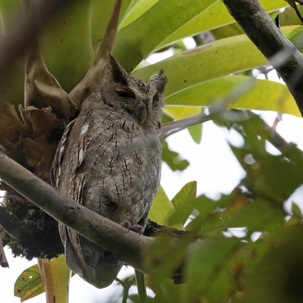 Pacific SCreech Owl